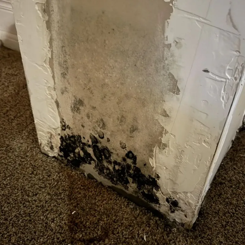 Professional Mold Removal in Winnsboro, LA